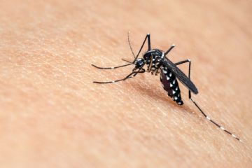 Contrasto diffusione zanzare e West Nile Virus